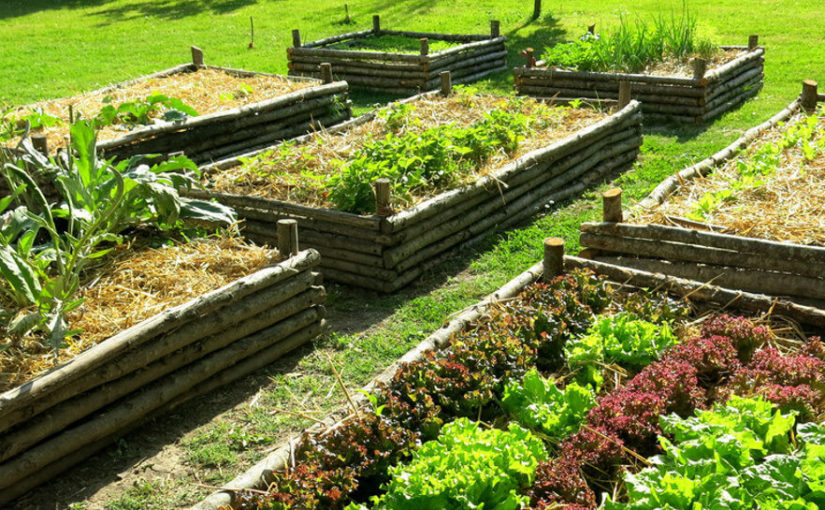 Una guida pratica per la creazione e l’animazione di un orto&nbsp;collettivo